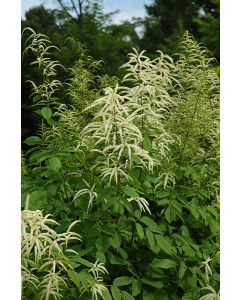 Aruncus, Goatsbeard 