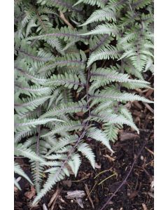 Athyrium, Hybrid 'Godzilla Fern'