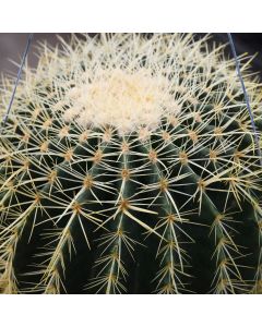 Echinocactus Grusonii 'Golden Barrel Cactus'