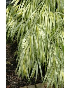 Hakonechloa, Japanese Forest Grass 'Golden'