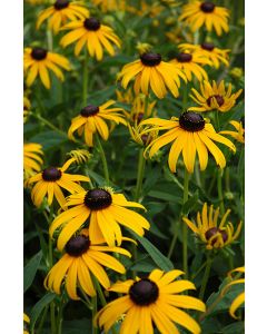 Rudbeckia, Black Eyed Susan 'Goldsturm'