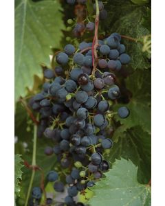 Vitis, Red Grape 'Frontenac™'