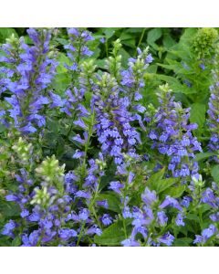 Lobelia, Great Blue Lobelia 'Minnesota Native'