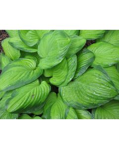 Hosta, Blue-Lime Leaf 'Guacamole'