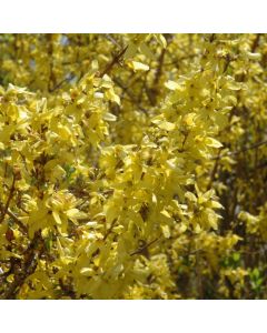 Forsythia, Border Forsythia 'Spring Glory'