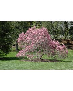 Magnolia, Hybrid 'Ann' (Large)