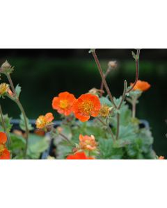 Geum, Scarlet 'Koi'