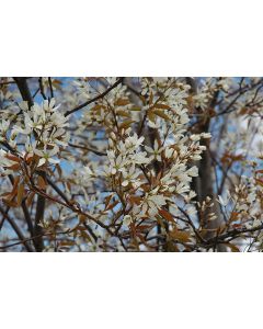 Amelanchier, Serviceberry Tree 'Autumn Brilliance®'