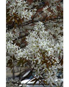 Amelanchier, Serviceberry Tree 'Spring Flurry®'