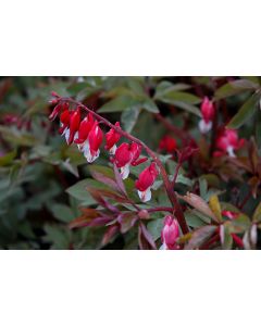 Dicentra, Old Fashioned Bleeding Heart 'Valentine®'