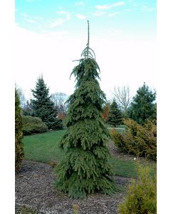 Picea, White Spruce 'Weeping' (Large)