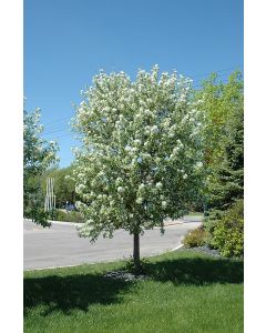 Malus, Flowering Crabapple 'Spring Snow' (Large)