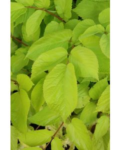 Aralia, Japanese Spikenard 'Sun King'