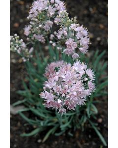 Allium, Spiral Onion 'Blue Eddy'