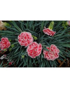 Dianthus, Scent First® 'Coral Reef'