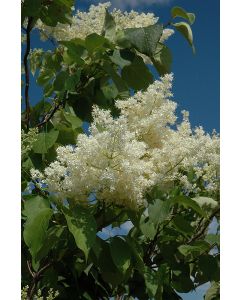 Syringa, Japanese Lilac Tree 'Ivory Silk®' (Large Sizes)