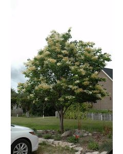 Syringa, Japanese Tree Lilac (Large)