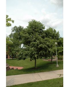 Alnus, Siberian Alder 'Prairie Horizon®'