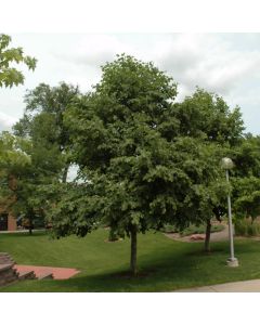 Alnus, Siberian Alder 'Prairie Horizon®' (Large Sizes)