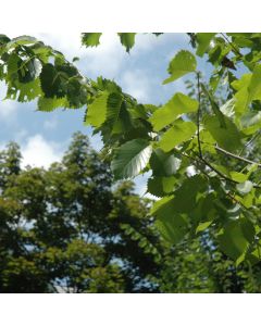 Ulmus, American Elm 'Princeton' (Large Sizes)