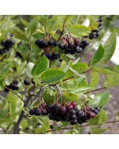 Aronia, Black Chokeberry 'Iroquois Beauty™'