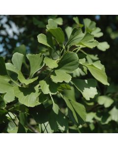 Ginkgo, 'Princeton Sentry®' (Large Sizes)