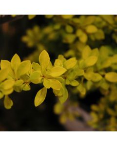 Berberis, Japanese Barberry 'Sunjoy® Citrus'