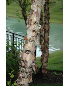 Betula, River Birch