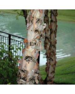 Betula, River Birch (Large Sizes)