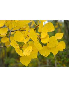 Populus, Quaking Aspen