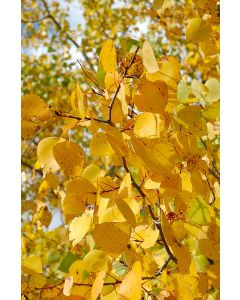 Populus, Quaking Aspen 'Prairie Gold®'