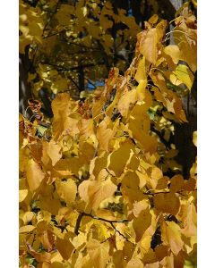 Tilia, American Linden 'Boulevard' (Large)