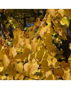 Tilia, American Linden 'Boulevard' (Large Sizes)