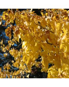 Tilia, American Linden 'Redmond' (Large Sizes)