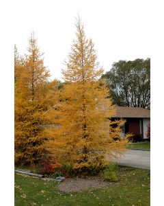 Larix, Eastern Larch