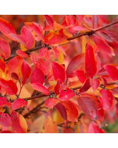 Cotoneaster, Hedge Cotoneaster