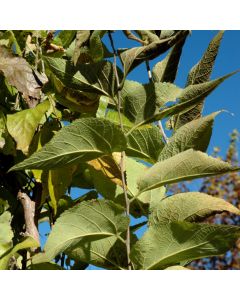 Celtis, Common Hackberry 'Prairie Sentinel®' (Large Sizes)