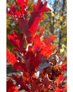 Quercus, Hybrid Oak 'Crimson Spire™'