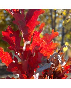 Quercus, Crimson Spire™ Oak (Large Sizes)