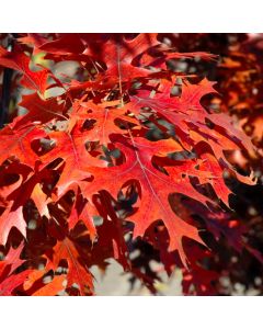 Quercus, Northern Pin Oak 'Majestic Skies™' (Large)