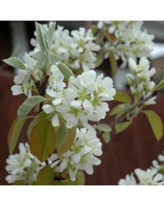 Amelanchier, Serviceberry Shrub 'First Editions® Standing Ovation™'