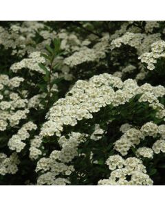 Spiraea, Snowmound Spirea