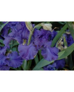 Iris, Bearded 'Breakers'