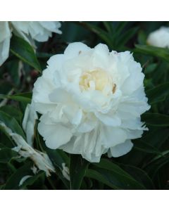 Paeonia, White Peony 'My Love'