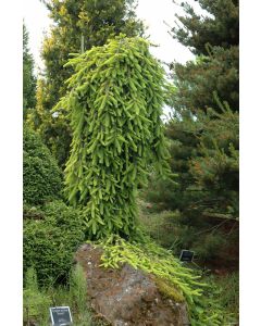 Picea, Norway Spruce 'Gold Drift' (Large)