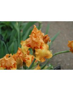 Iris, Bearded 'Savannah Sunset'