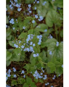 Brunnera, False Forget-Me-Not 'Alexander’s Great'