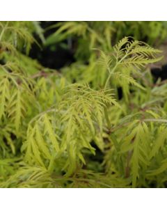 Sambucus, Red Elderberry 'Lemony Lace®'