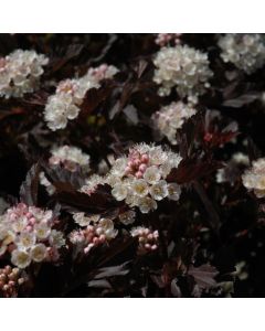 Physocarpus, Ninebark 'Tiny Wine®'