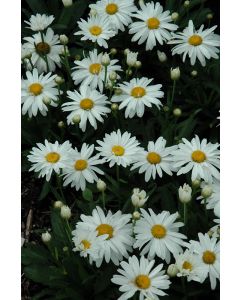 Leucanthemum, Shasta Daisy 'Whoops-A-Daisy'